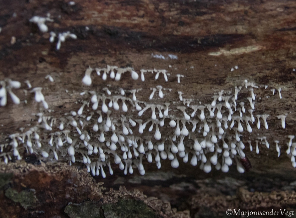 Beukenkorrelkopje - Schimmels - Beukenkorrelkopje