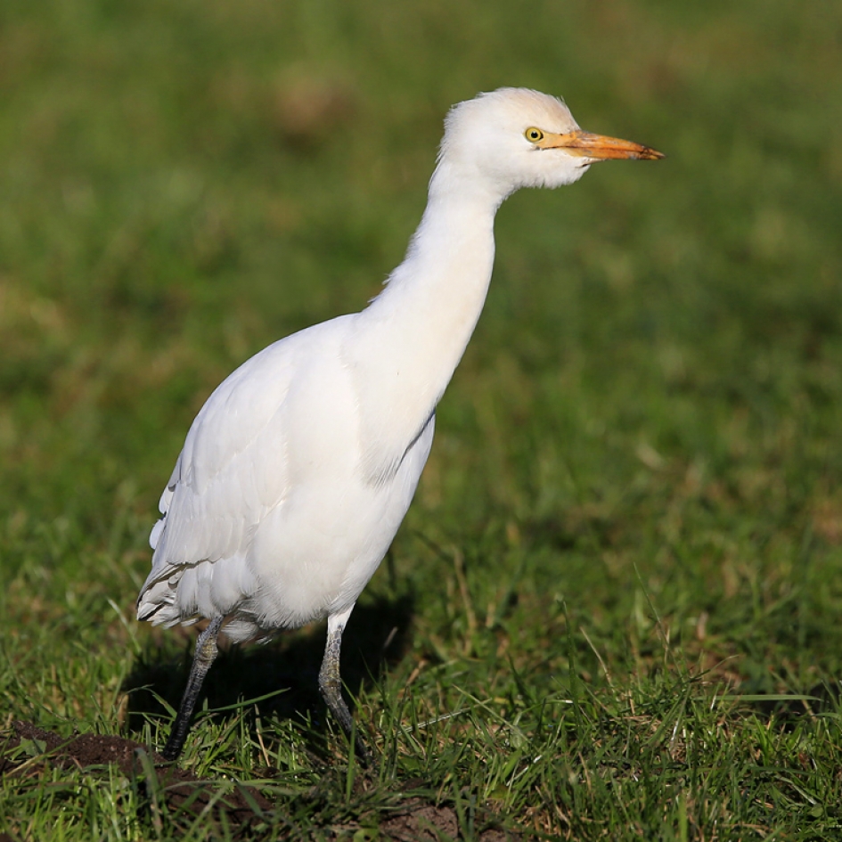 Slimme Koereiger - Vogels - Koereiger