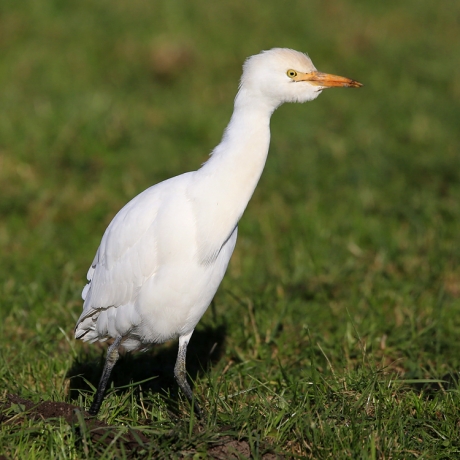 Slimme Koereiger