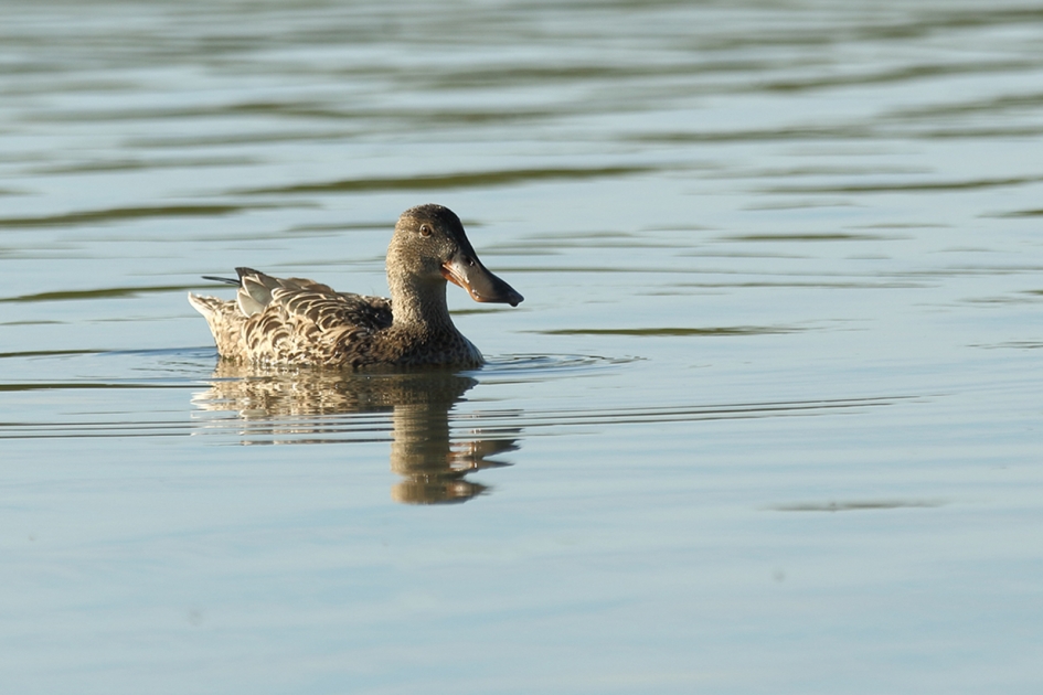 slobeend -v- - Vogels - 