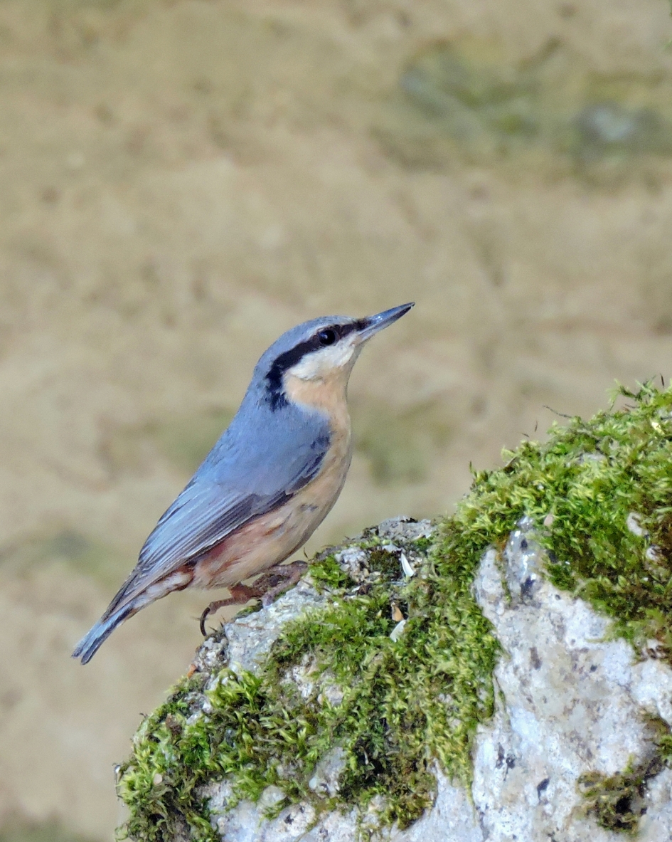 Specialist in klimmen - Vogels - Boomklever