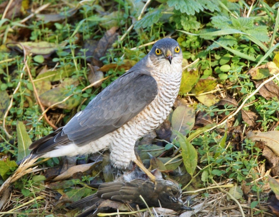 Sperwer - Vogels - Sperwer