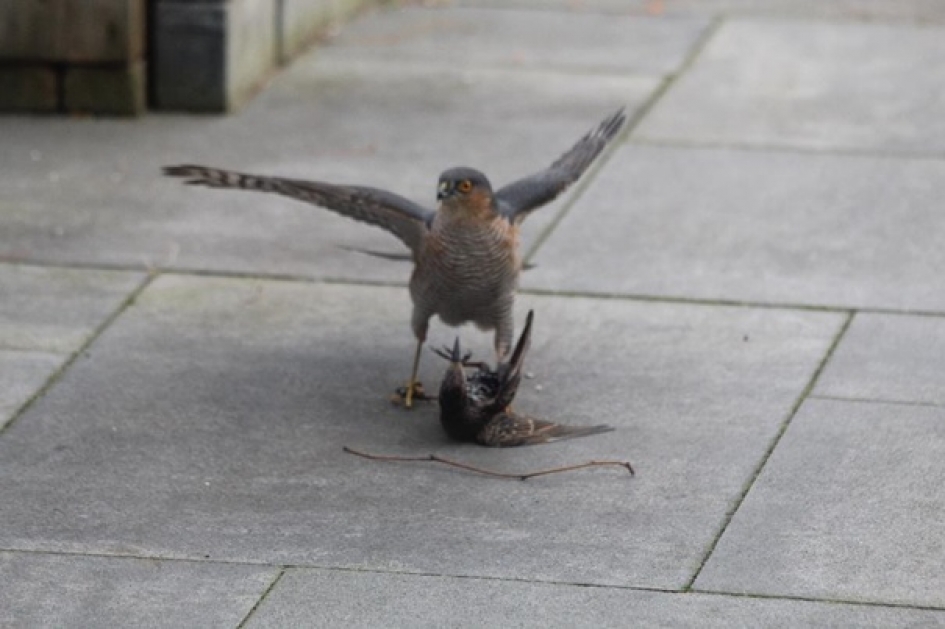 Sperwer valt Spreeuw aan - Vogels - Sperwer en Spreeuw