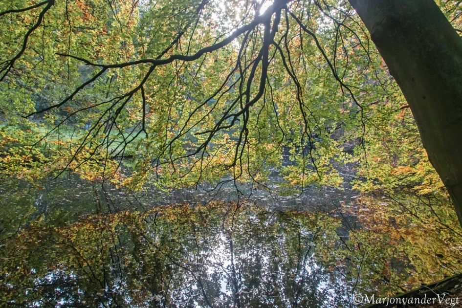 Spiegeling - Planten - boom
