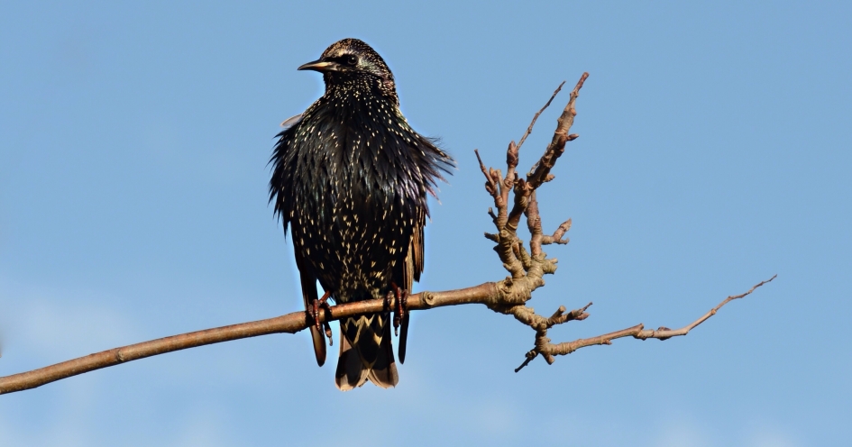 Spreeuw poetsend in de zon. - Vogels - Spreeuw