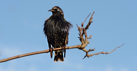 Spreeuw poetsend in de zon.