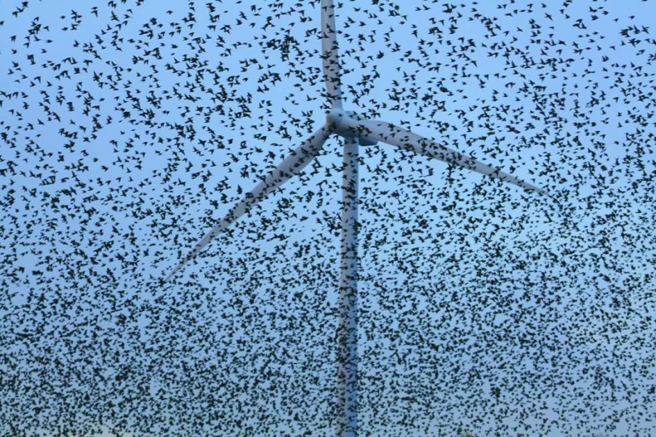 Spreeuwen - Vogels - Spreeuw