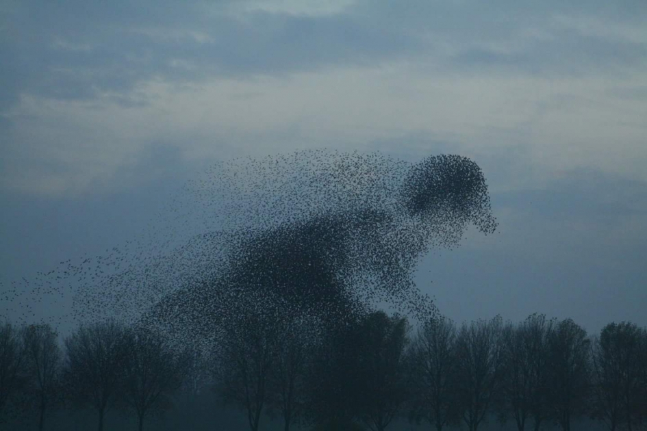 Spreeuwen - Vogels - Spreeuw