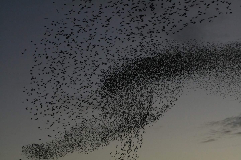 Spreeuwen dans - Vogels - Spreeuw