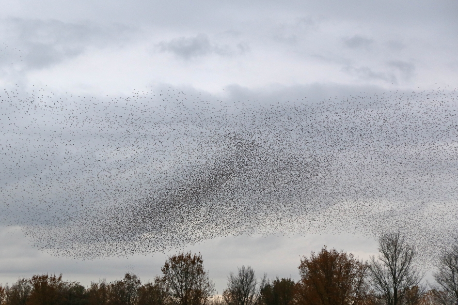 Spreeuwen, spreeuwen, spreeuwen... - Vogels - 