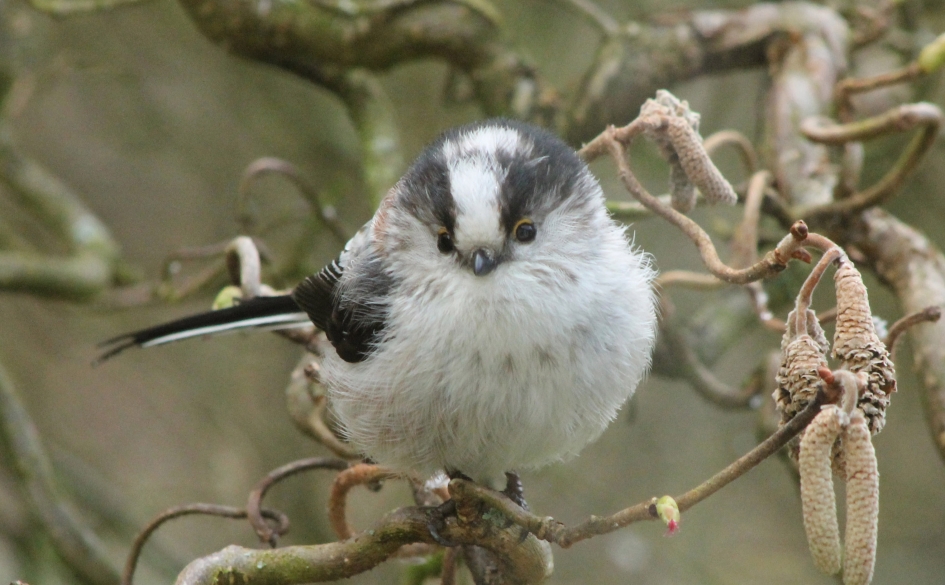 Staartmees - Vogels - 