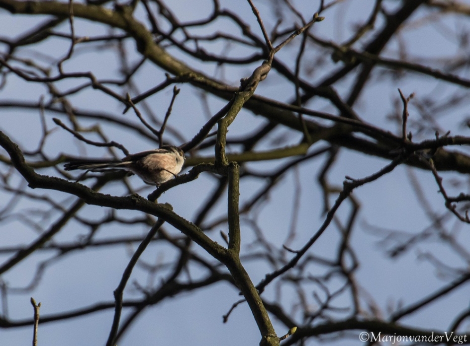 Staartmeesje - Vogels - Staartmeesje