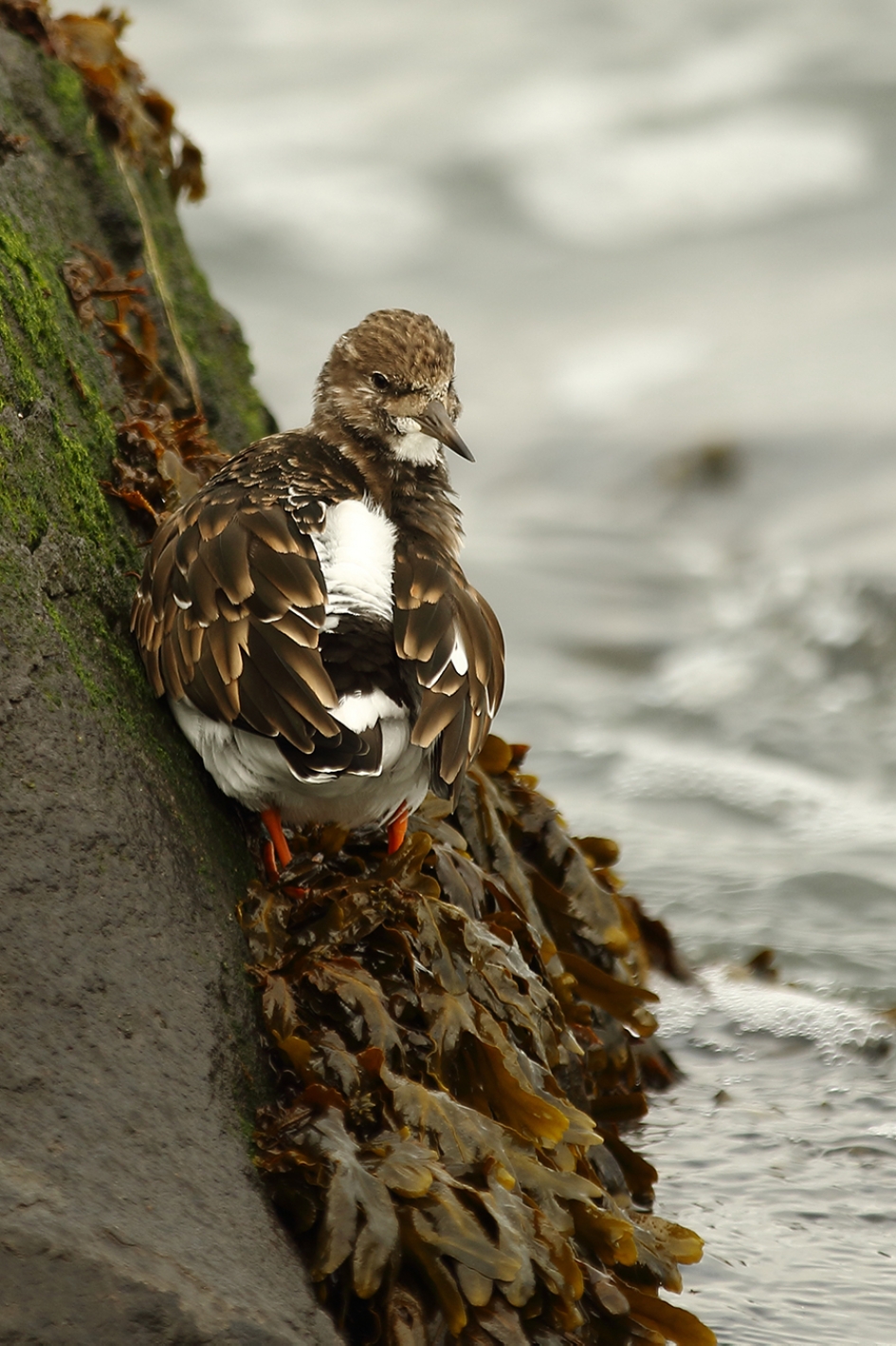 steenloper - Vogels - 