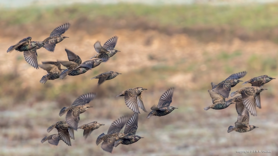 Stille vlucht - Vogels - Spreeuw