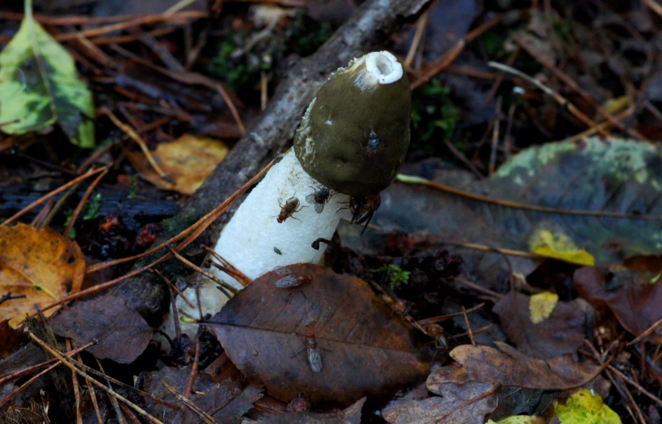 stinkzwam - Schimmels - 