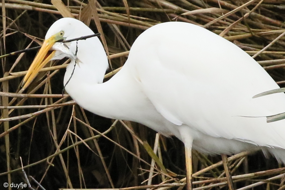"Stokvis" - Vogels - Zilverreiger
