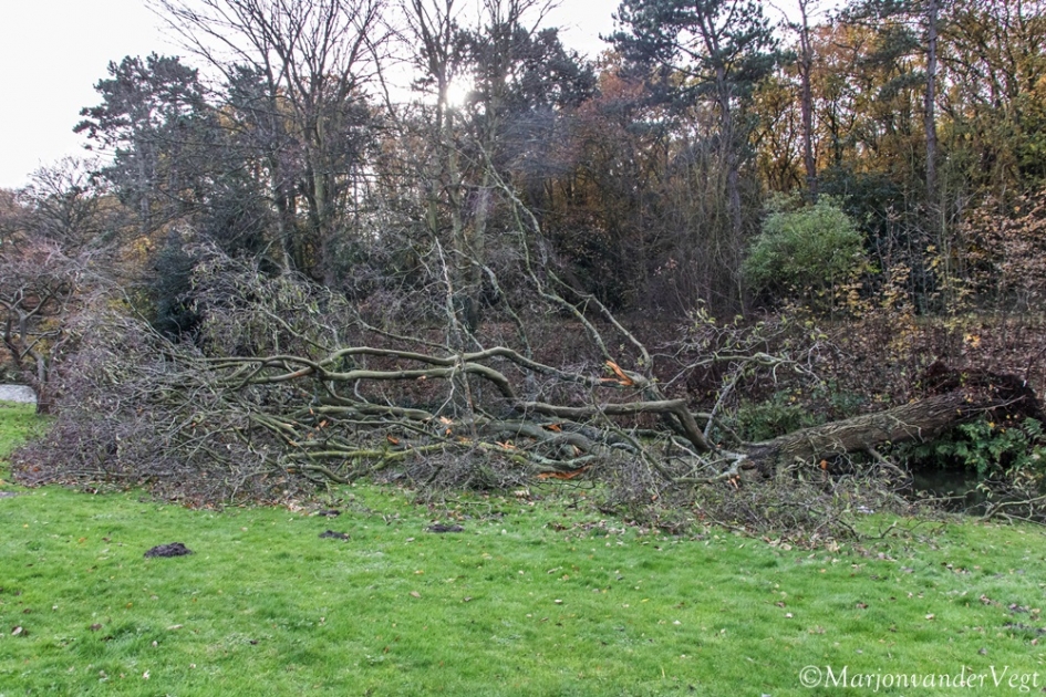 Storm slachtoffer - Planten - Boom