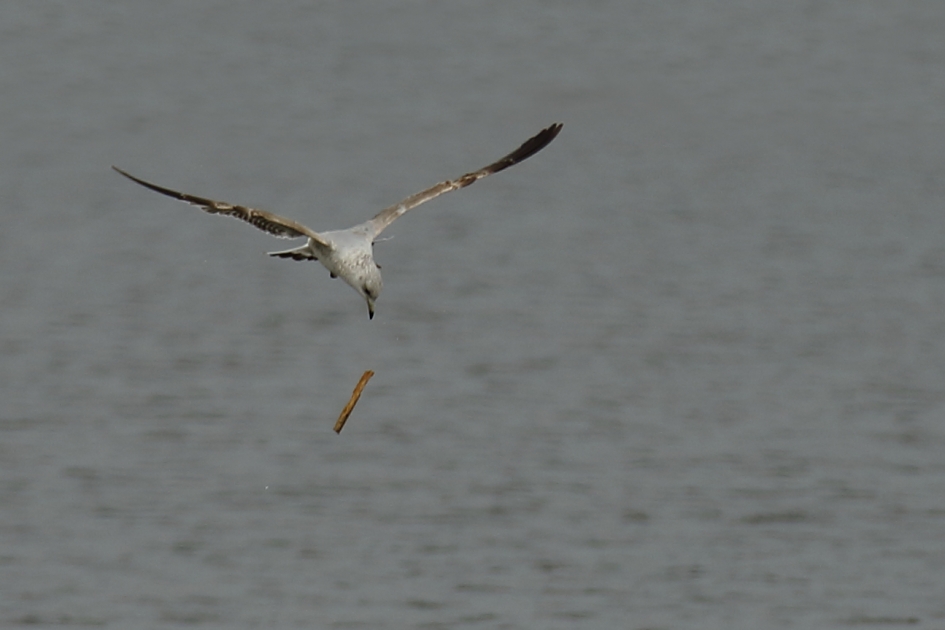 Stormmeeuw - Vogels - 