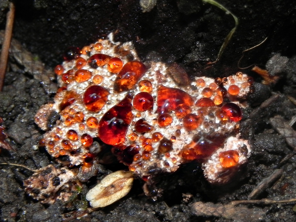 Toefige labyrintzwam - Planten - toefige labyrintzwam