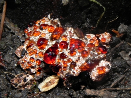 Toefige labyrintzwam