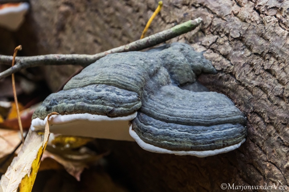 Tonderzwam - Schimmels - Tonderzwam