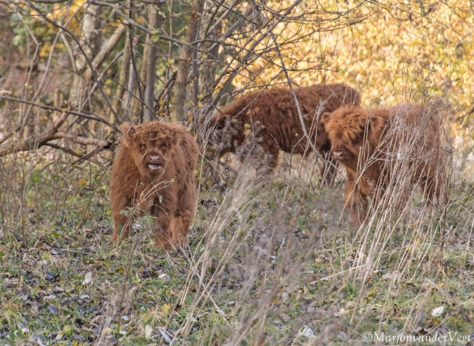 Tong uitsteken - Zoogdieren - Schotse Hooglander