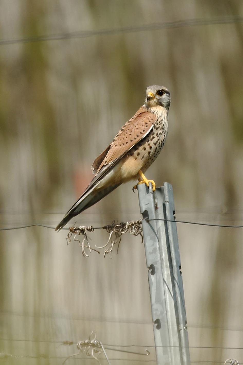 Torenvalk - Vogels - 