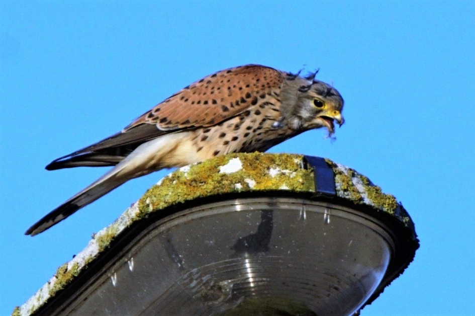 Torenvalk - Vogels - Torenvalk