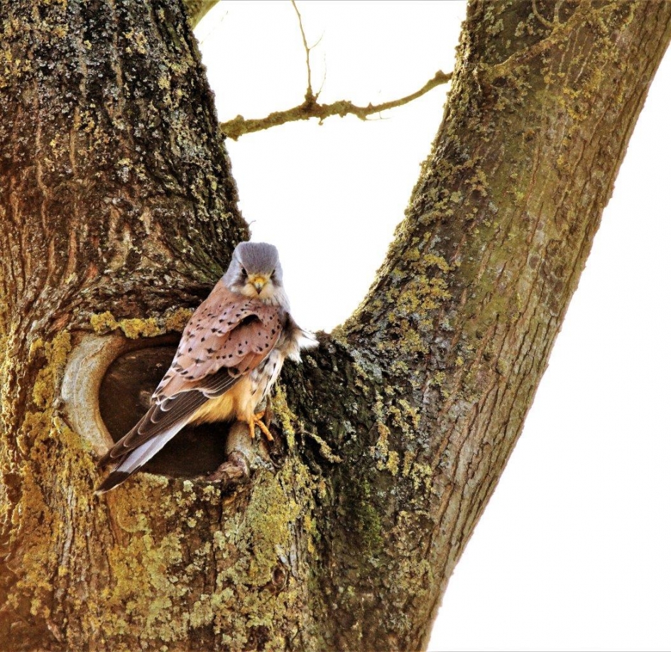 Torenvalk - Vogels - Torenvalk