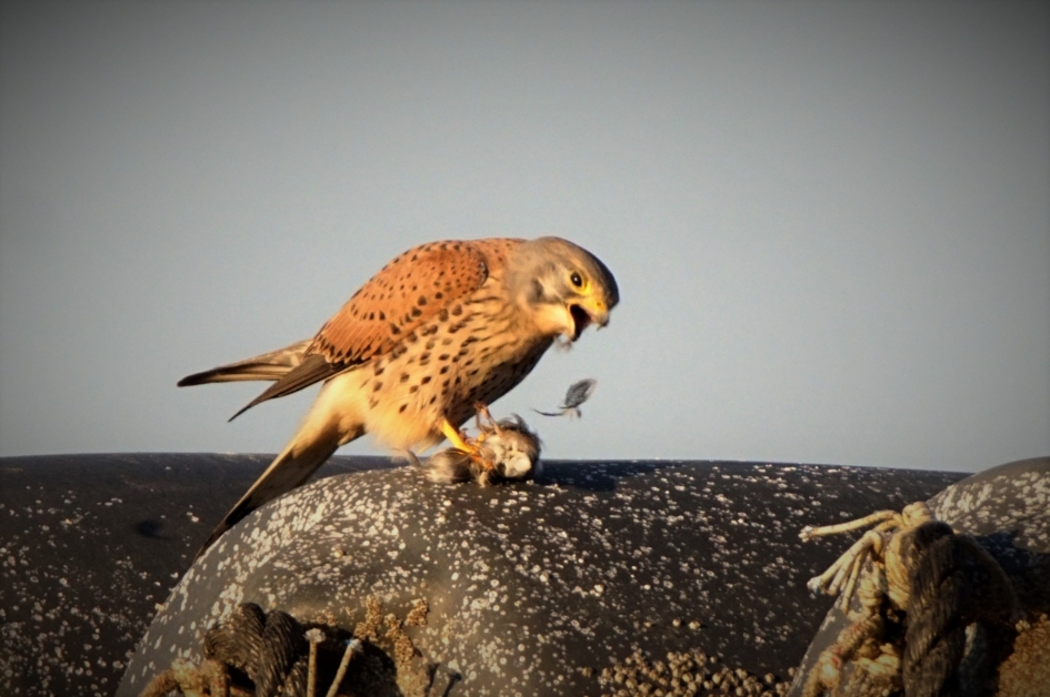 Torenvalk diner - Vogels - Torenvalk