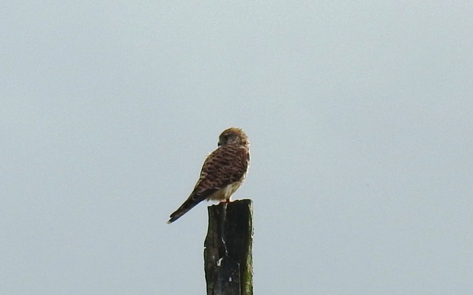 Torenvalkje op een paal - Vogels - Torenvalk