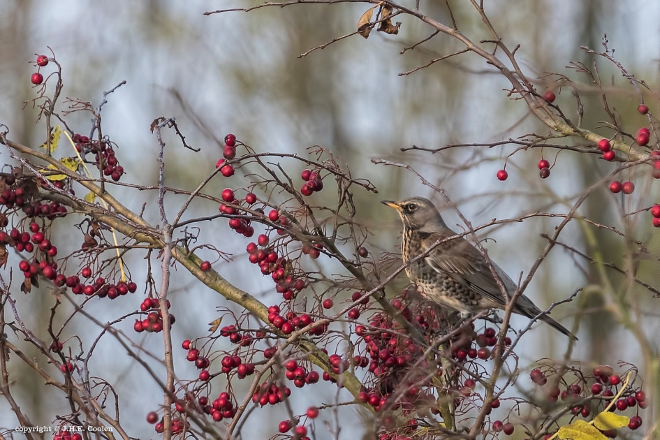 Tussen al het lekkers - Vogels - Kramsvogel