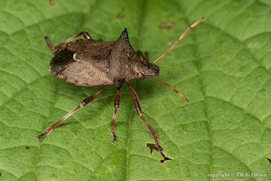 Tweetandschildwants. - Geleedpotigen - Tweetandschildwants