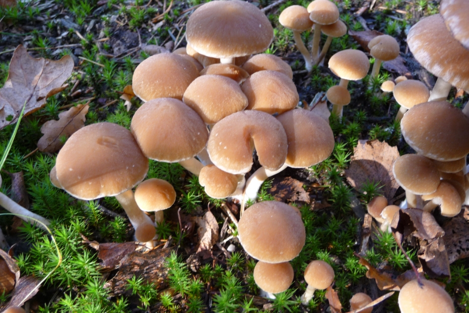 Witsteelfranjehoed - Schimmels - 