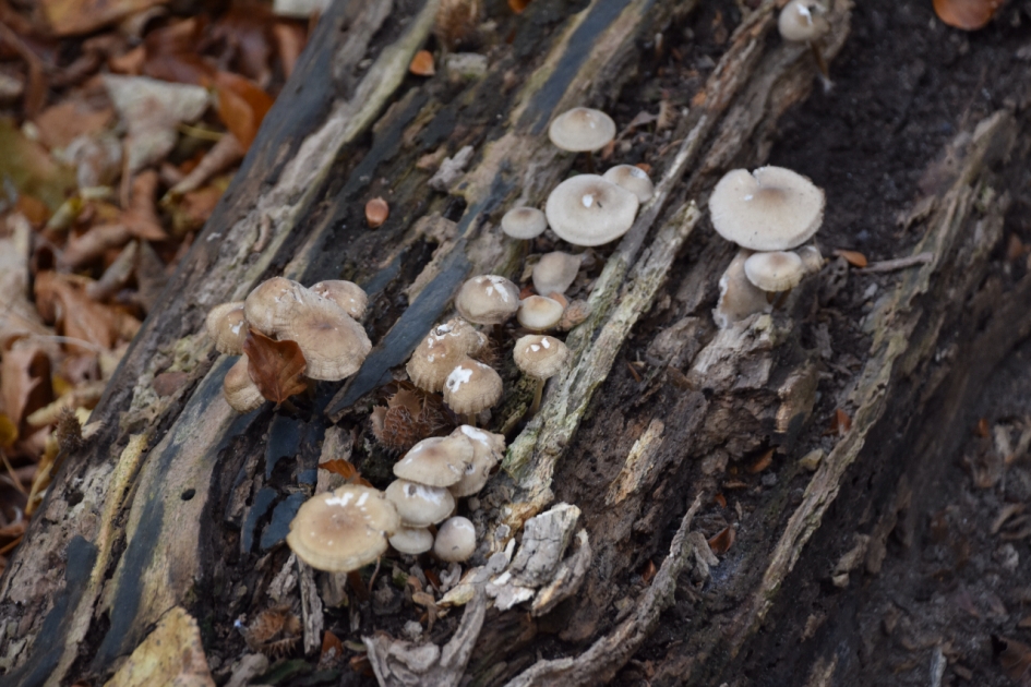 Veel en klein... - Schimmels - 