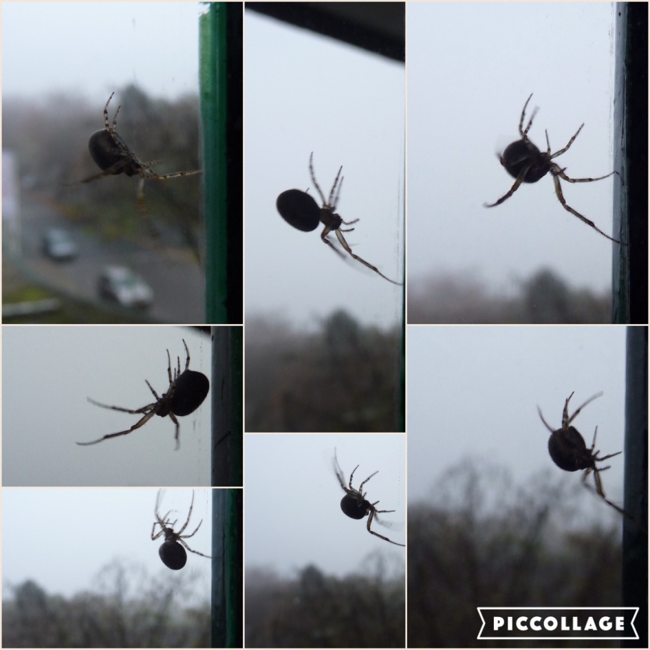 Verdwaald - Geleedpotigen - 