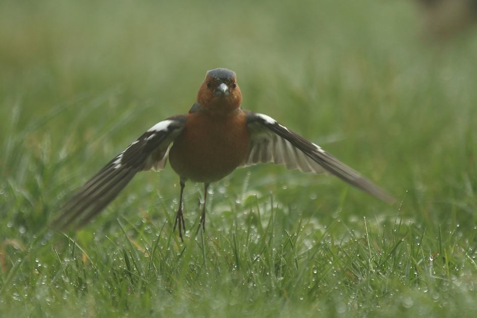 vink - Vogels - 