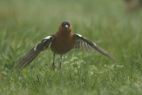 vink