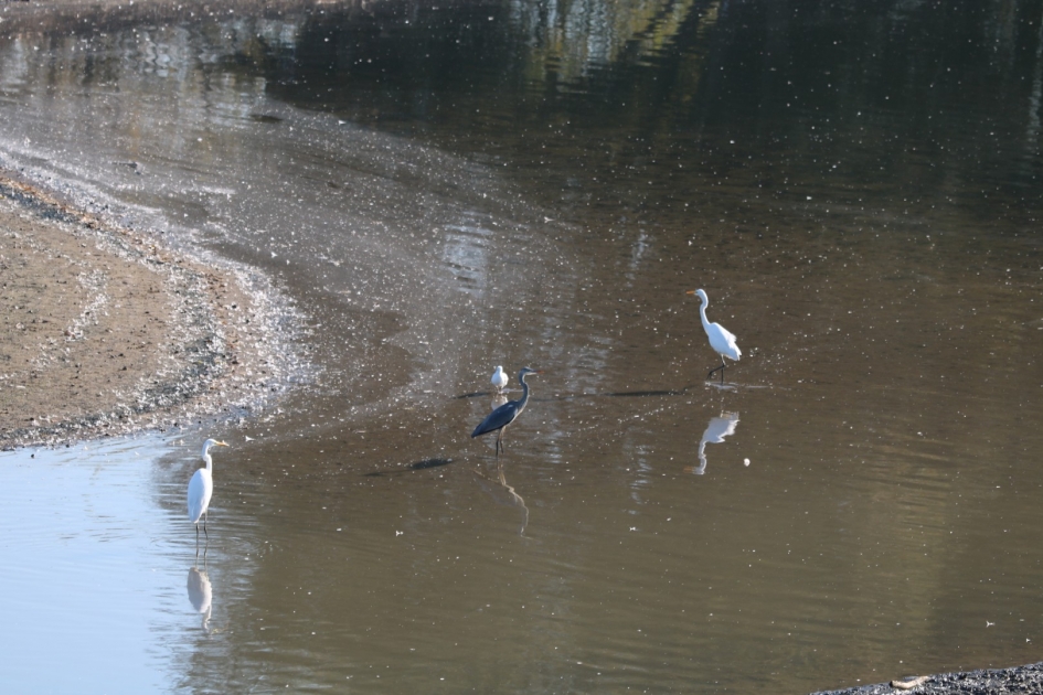 Visvangen in laag water Katerstede door reigers - Weer en landschap - 