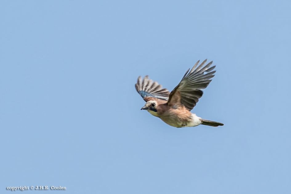 Vlaamse gaai - Vogels - Vlaamse gaai