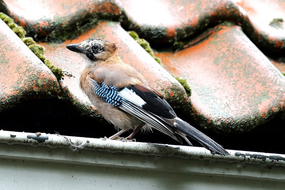 Vlaamse gaai - Vogels - 