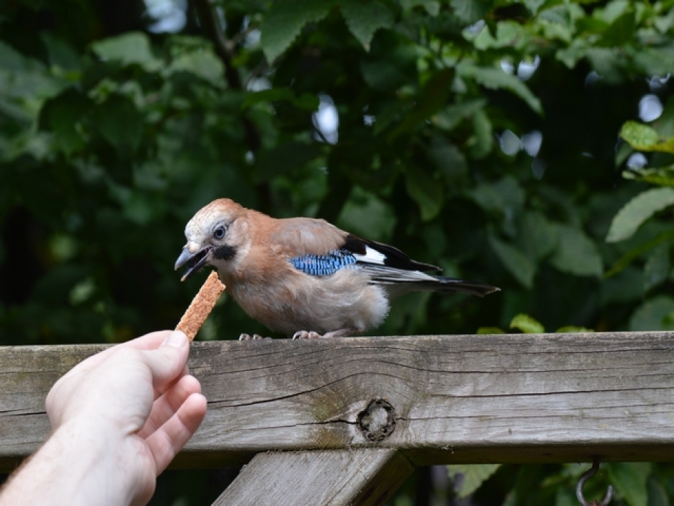 Vlaamsegaai - Vogels - 