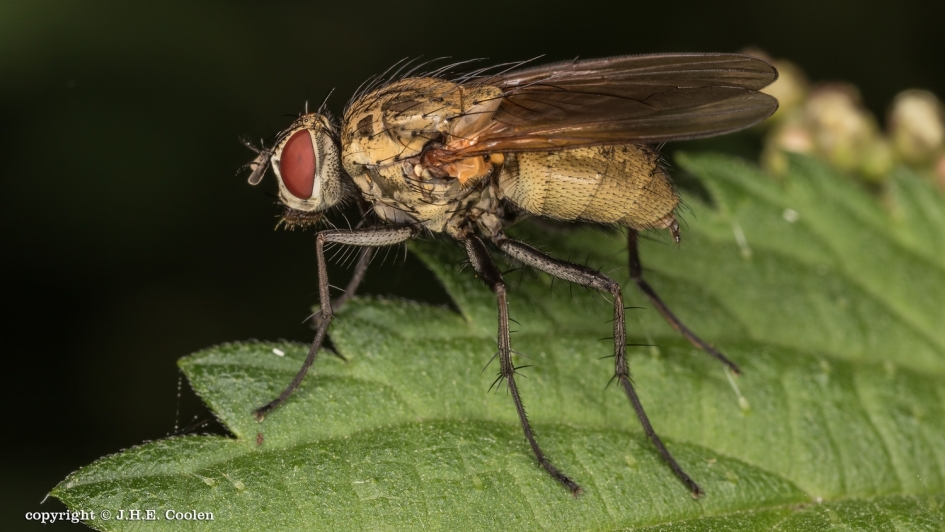 Vlieg - Geleedpotigen - Vlieg