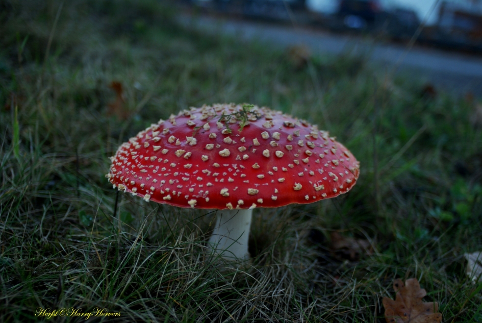 Vliegenzwam - Schimmels - Vliegenzwam