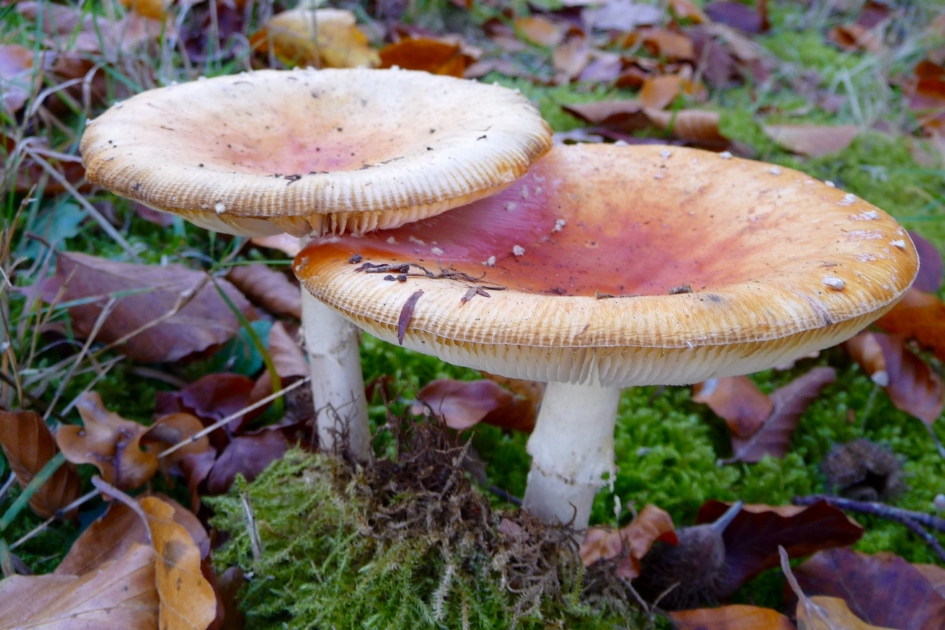 Vliegenzwam - Schimmels - 