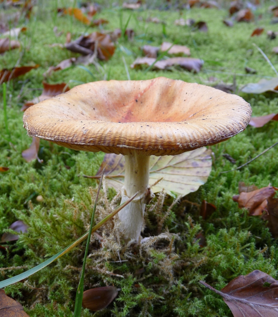 Vliegenzwam - Schimmels - 