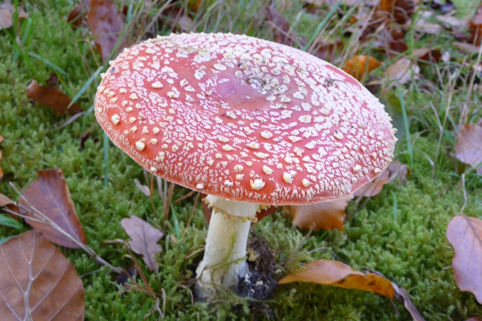 Vliegenzwam - Schimmels - 