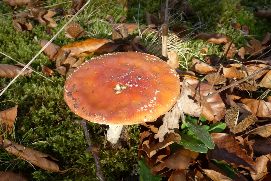 Vliegenzwam - Schimmels - 