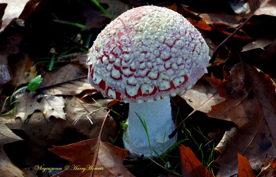 vliegenzwam - Schimmels - 