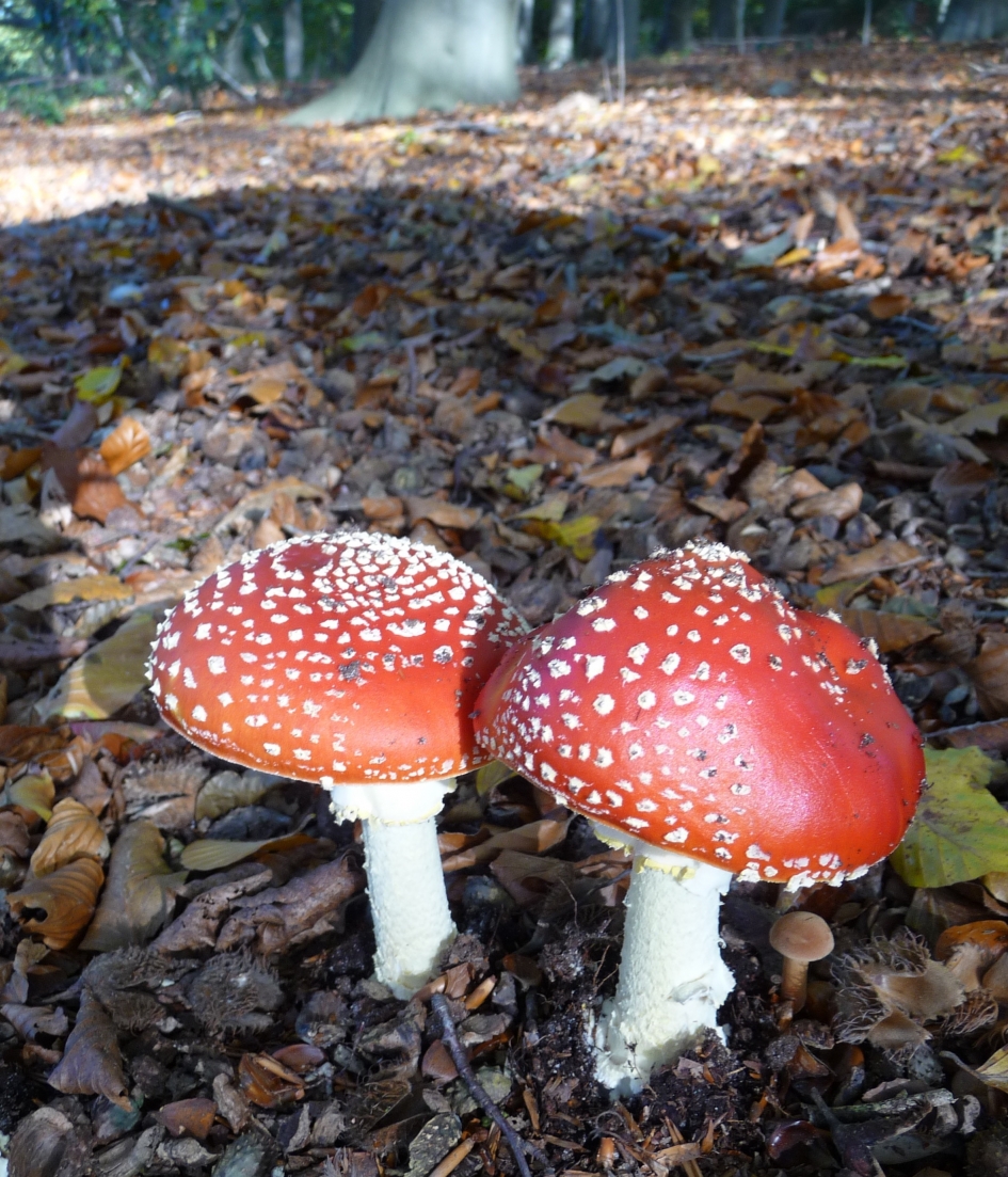 Vliegenzwammen - Schimmels - 